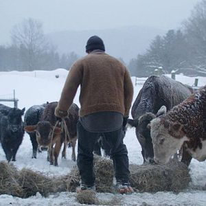 Bilder Bob and the Trees