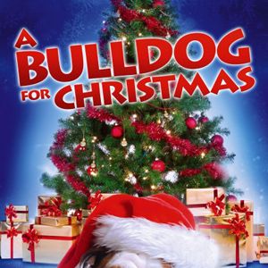 Bilder Eine Bulldogge zu Weihnachten