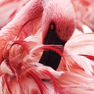 Bilder Afrika - Das magische Königreich