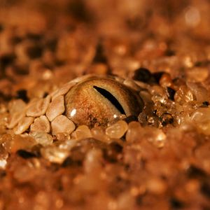 Bilder Afrika - Das magische Königreich