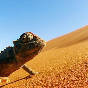 Bilder Afrika - Das magische Königreich
