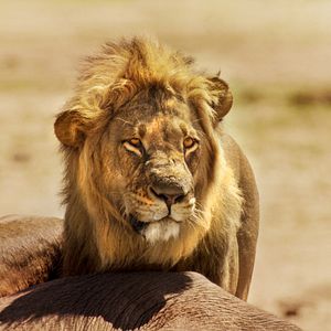 Bilder Afrika - Das magische Königreich