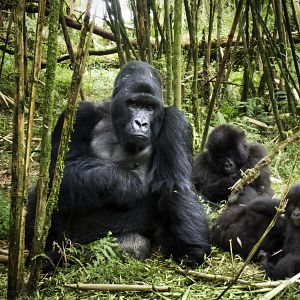 Bilder Afrika - Das magische Königreich