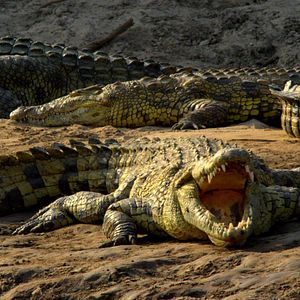 Bilder Afrika - Das magische Königreich