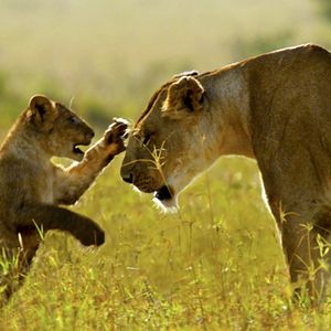 Bilder Afrika - Das magische Königreich