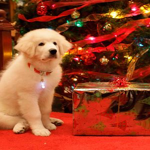 Bilder Santa Pfotes großes Weihnachtsabenteuer