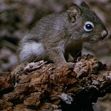 Bilder Perris Abenteuer