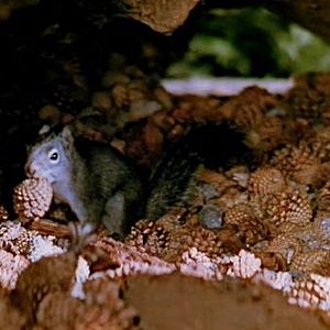 Bilder Perris Abenteuer