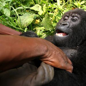 Bilder Virunga