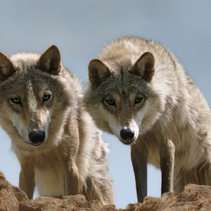 Bilder Der letzte Wolf