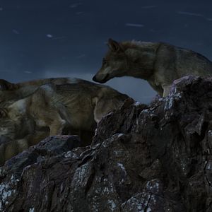 Bilder Der letzte Wolf