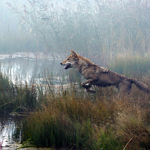 Bilder Der letzte Wolf