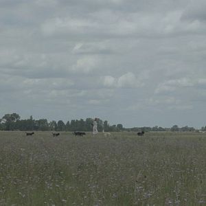Bilder La Mujer de Los Perros