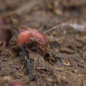 Bilder Viel Gutes erwartet uns