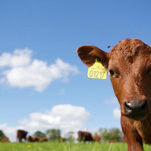 Bilder Viel Gutes erwartet uns