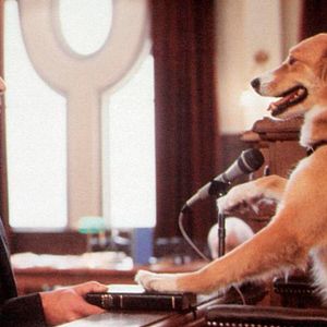 Bilder Bingo - Kuck' mal, wer da bellt