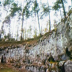 Bilder Out of the Forest