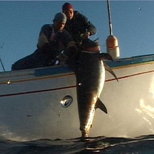 Bilder Rabo de Peixe