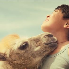 Bilder Celestial Camel