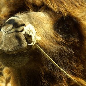 Bilder Enfances Nomades