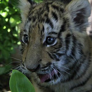 Bilder Tiger, Tatzen und TamTam