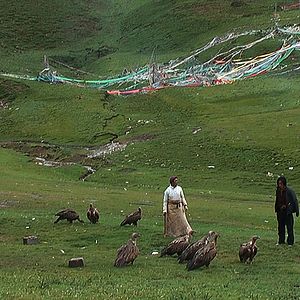 Bilder Le Rappel des oiseaux