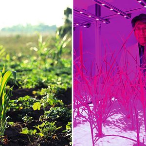 Bilder 10 Milliarden - Wie werden wir alle satt?