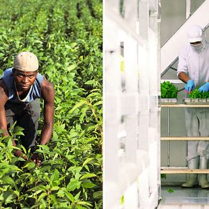 Bilder 10 Milliarden - Wie werden wir alle satt?