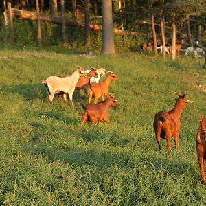 Bilder Thou Wast Mild & Lovely