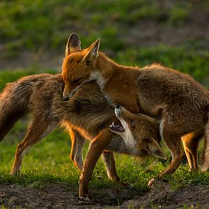 Bilder Die neue Wildnis - Große Natur in einem kleinen Land