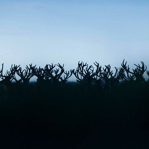 Bilder Die neue Wildnis - Große Natur in einem kleinen Land