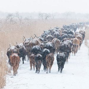 Bilder Die neue Wildnis - Große Natur in einem kleinen Land