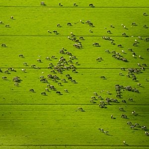 Bilder Die neue Wildnis - Große Natur in einem kleinen Land