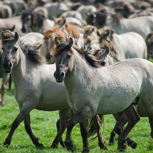 Bilder Die neue Wildnis - Große Natur in einem kleinen Land