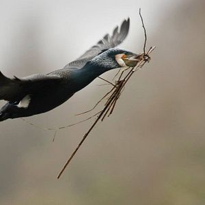 Bilder Die neue Wildnis - Große Natur in einem kleinen Land