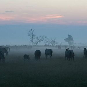 Bilder Die neue Wildnis - Große Natur in einem kleinen Land