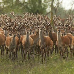 Bilder Die neue Wildnis - Große Natur in einem kleinen Land