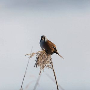 Bilder Die neue Wildnis - Große Natur in einem kleinen Land