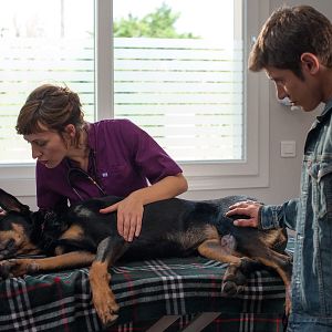 Bilder Aus Liebe zum Tier