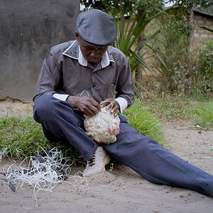 Bilder Bounce: How the Ball Taught the World to Play