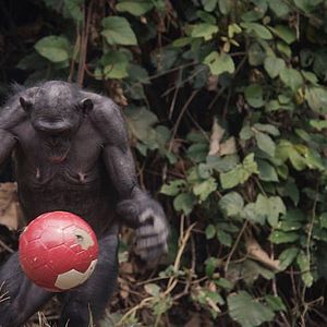 Bilder Bounce: How the Ball Taught the World to Play