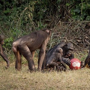 Bilder Bounce: How the Ball Taught the World to Play