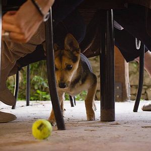 Bilder Bounce: How the Ball Taught the World to Play