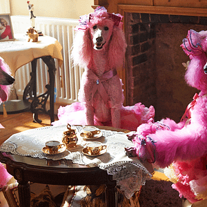 Bilder Pudsey - Ein tierisch cooler Held