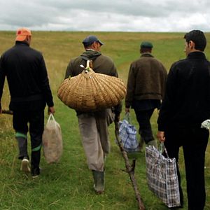 Bilder Der Wald ist wie die Berge