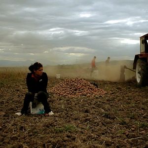 Bilder Der Wald ist wie die Berge