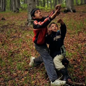 Bilder Der Wald ist wie die Berge