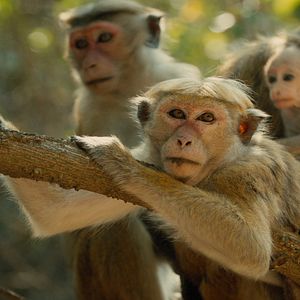 Bilder Im Reich der Affen