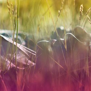 Bilder Come Down Molly