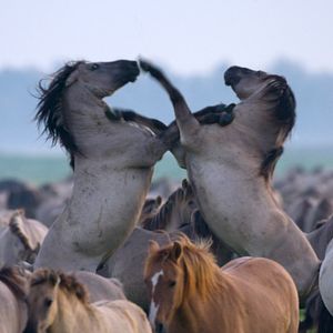 Bilder Die neue Wildnis - Große Natur in einem kleinen Land